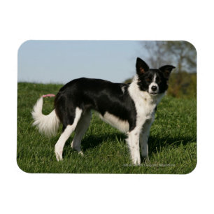Border Collie Stehend Magnet