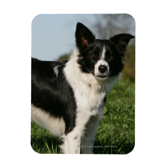 Border Collie Stehend Magnet (Vertikal)