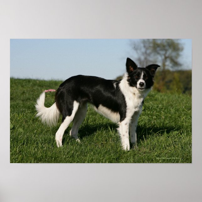 Border Collie Stehend Poster (Vorne)