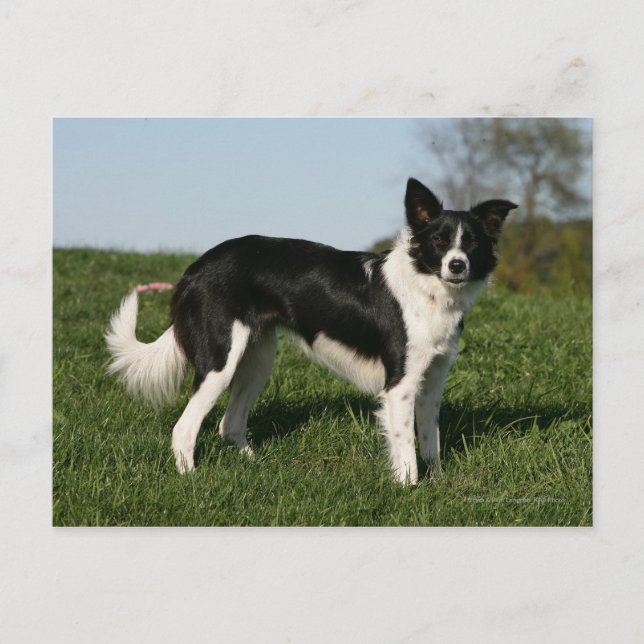 Border Collie Stehend Postkarte (Vorderseite)