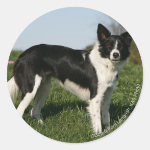 Border Collie Stehend Runder Aufkleber