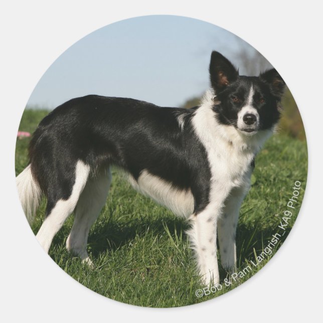 Border Collie Stehend Runder Aufkleber (Vorderseite)