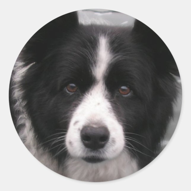 Border Collie Sticker (Vorderseite)