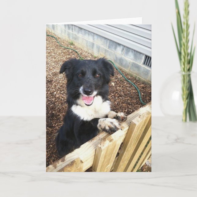 Border-Collie Tess~Foto Karte (Vorderseite)