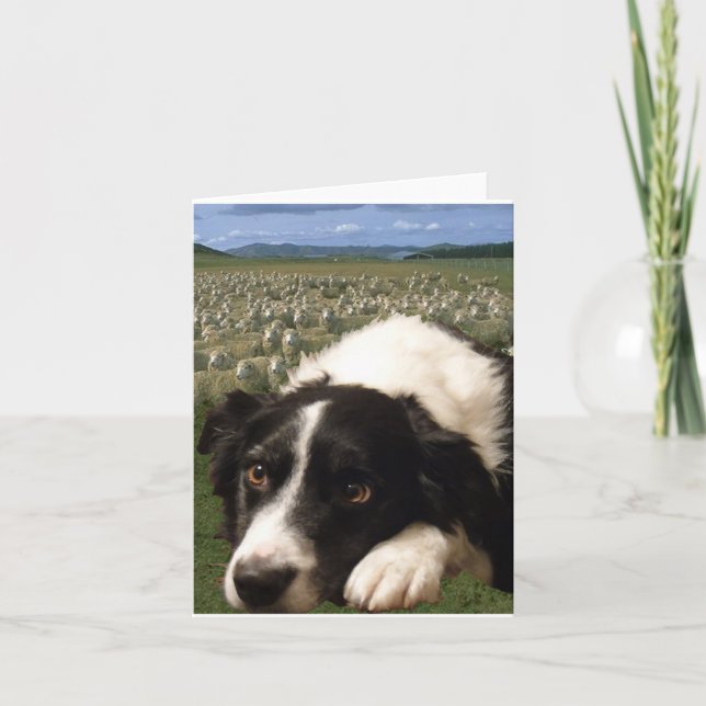 Border-Collie träumt Notecard Karte (Vorderseite)