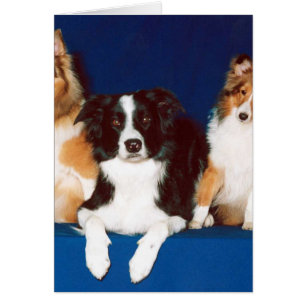 Border-Collie u. Shelties