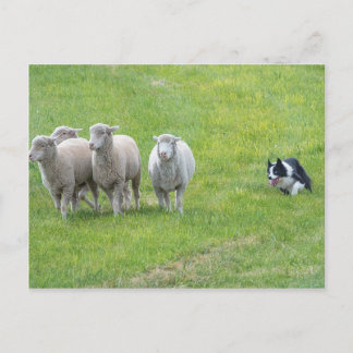 Border Collie und Ewes Postkarte
