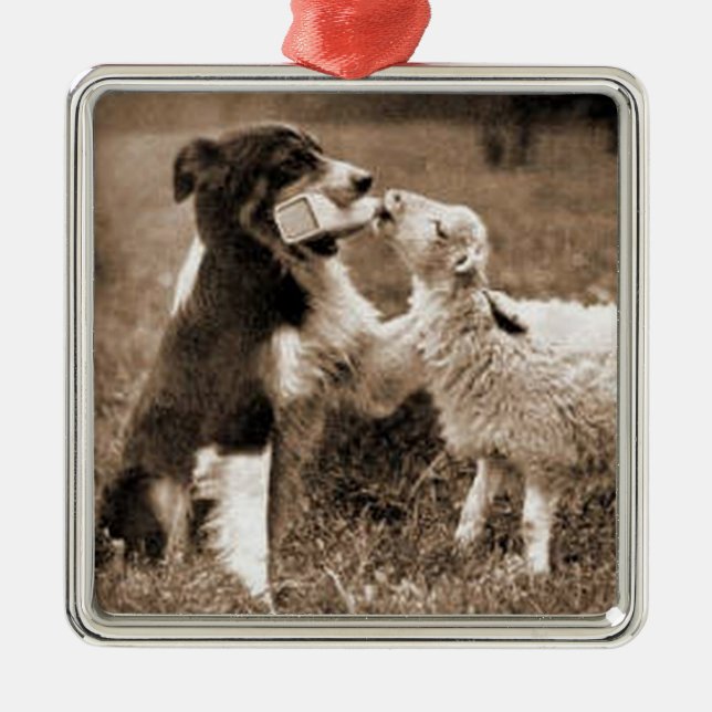 "Border-Collie und Lamm " ~Border Silbernes Ornament (Vorne)