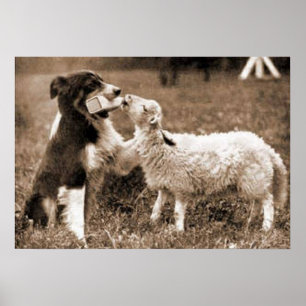 "Border-Collie und Lamm " ~Poster Poster