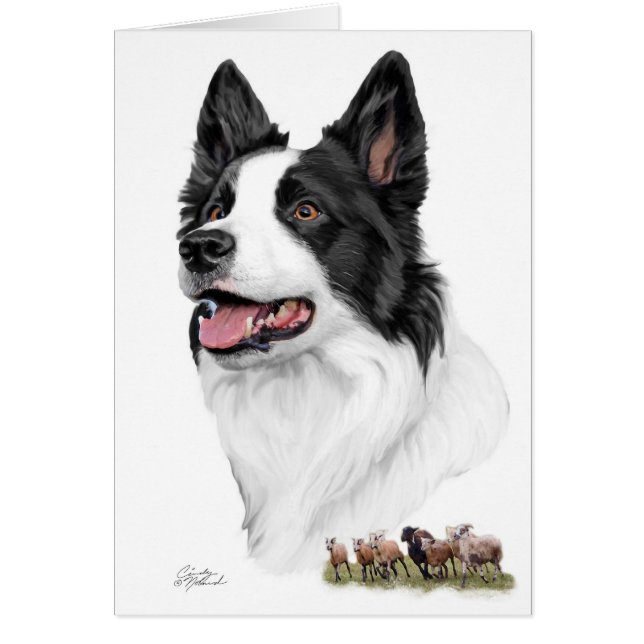Border-Collie und Schafe (Vorne)