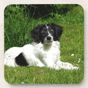 Border Collie Untersetzer