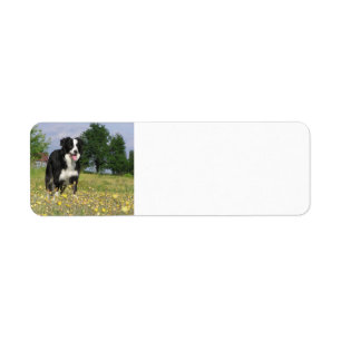 Border-Collie volles 3.png