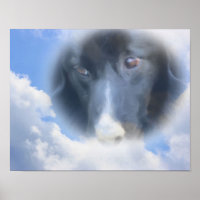 Border Collie Watching von oben