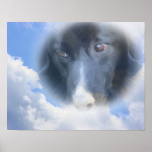 Border Collie Watching von oben Poster