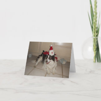 Border Collie Weihnachtskarte Feiertagskarte