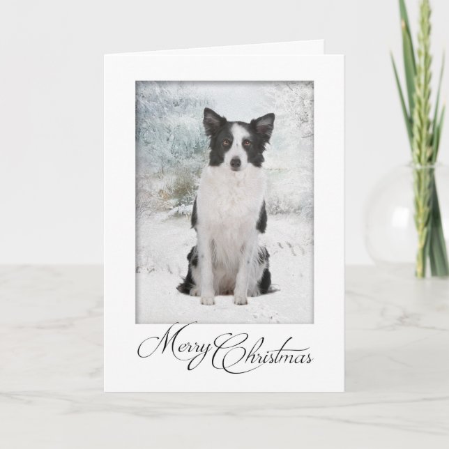 Border-Collie-Weihnachtskarte Feiertagskarte (Vorderseite)