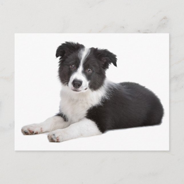Border Collie Welpe Dog Blank Grußkarte Postkarte (Vorderseite)