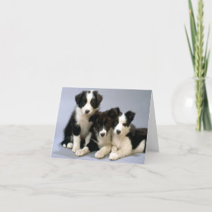 Border Collie Welpe Doppy Blank Note Card Dankeskarte