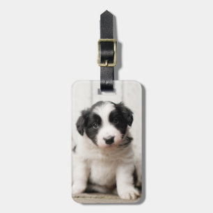 Border-Collie-Welpe Gepäckanhänger