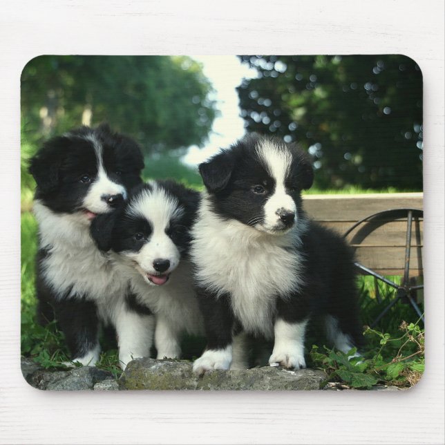 Border Collie Welpe Hund Mousepad (Vorne)