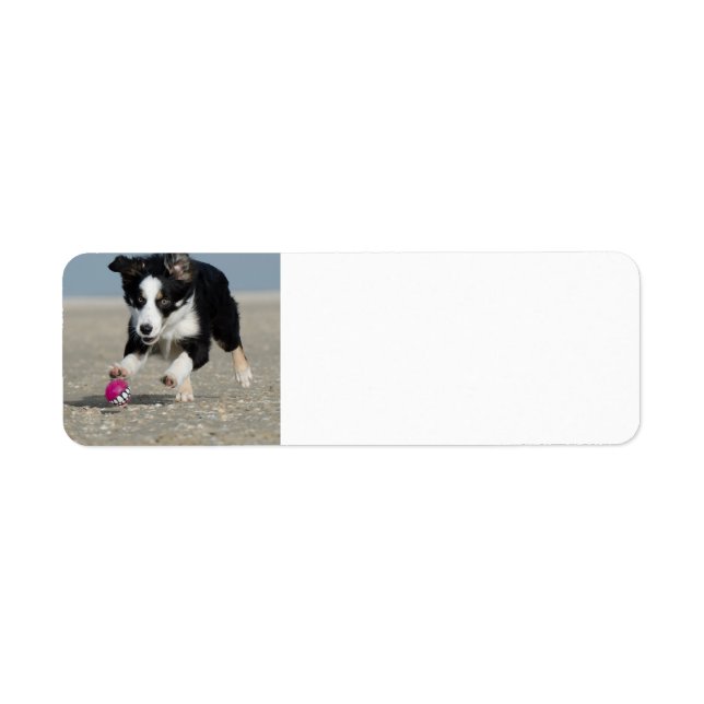 Border Collie Welpe läuft am Strand mit Spielzeug (Vorne)