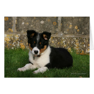 Border-Collie-Welpe mit Blatt im Mund