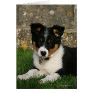 Border-Collie-Welpe mit Blatt im Mund