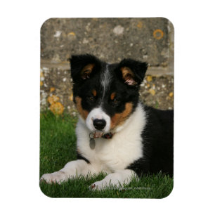 Border-Collie-Welpe mit Blatt im Mund Magnet