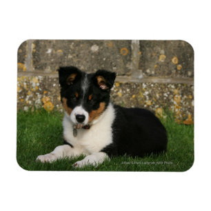 Border-Collie-Welpe mit Blatt im Mund Magnet