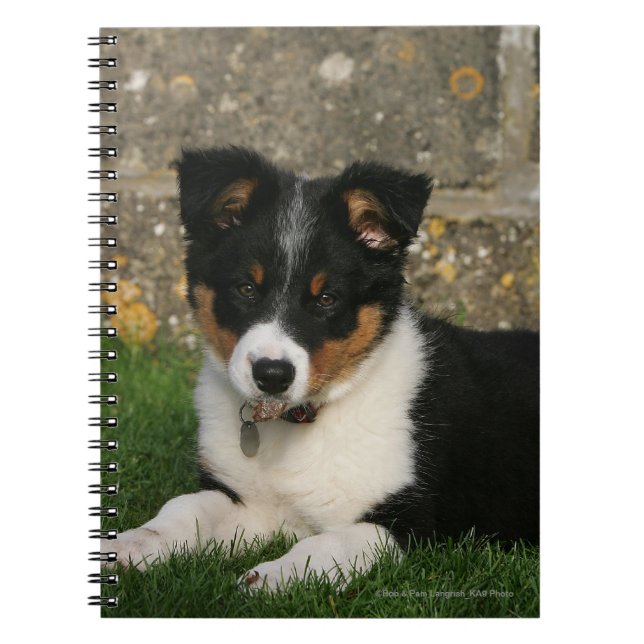 Border-Collie-Welpe mit Blatt im Mund Notizblock (Vorderseite)