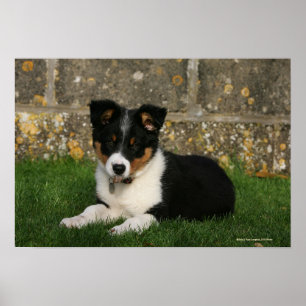 Border-Collie-Welpe mit Blatt im Mund Poster