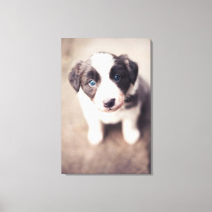 Border-Collie-Welpe mit blauen Augen Leinwanddruck