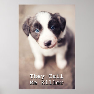 Border Collie Welpe mit blauen Augen Poster