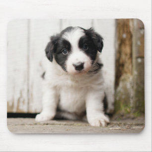 Border-Collie-Welpe Mousepad