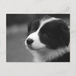 Border Collie Welpe Postkarte