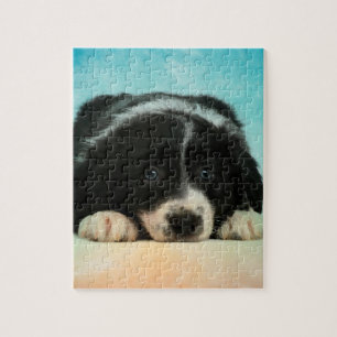 Border-Collie-Welpe Puzzle