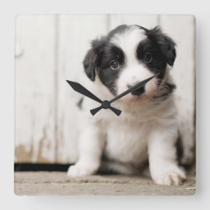 Border-Collie-Welpe Quadratische Wanduhr