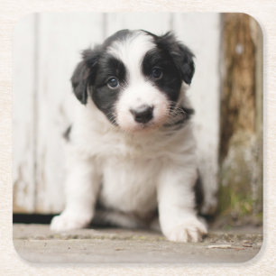 Border-Collie-Welpe Rechteckiger Pappuntersetzer