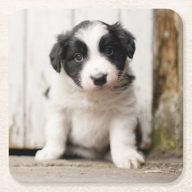 Border-Collie-Welpe Rechteckiger Pappuntersetzer (Vorderseite)
