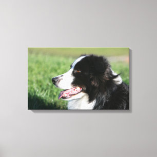 Border Collie Welpe schluchzen Leinwanddruck
