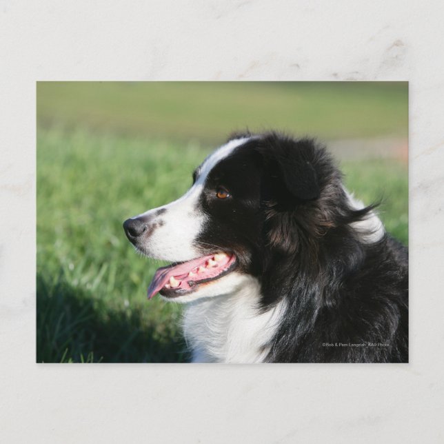 Border Collie Welpe schluchzen Postkarte (Vorderseite)