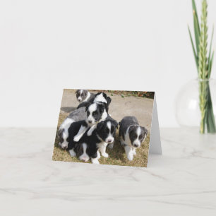 Border-Collie-Welpen-Anmerkungs-Karte Karte