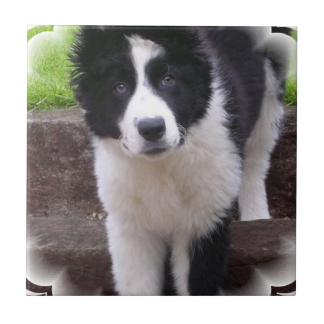 Border-Collie-Welpen-Fliese Fliese (Vorderseite)