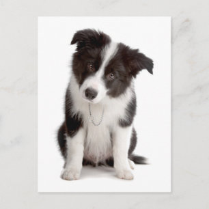 Border Collie Welpen-Hund Leer Grußpostkarte Postkarte
