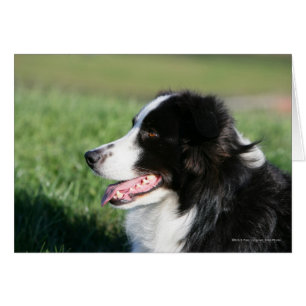 Border-Collie-Welpen-Niederlegung