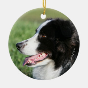 Border-Collie-Welpen-Niederlegung Keramikornament