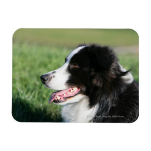 Border-Collie-Welpen-Niederlegung Magnet