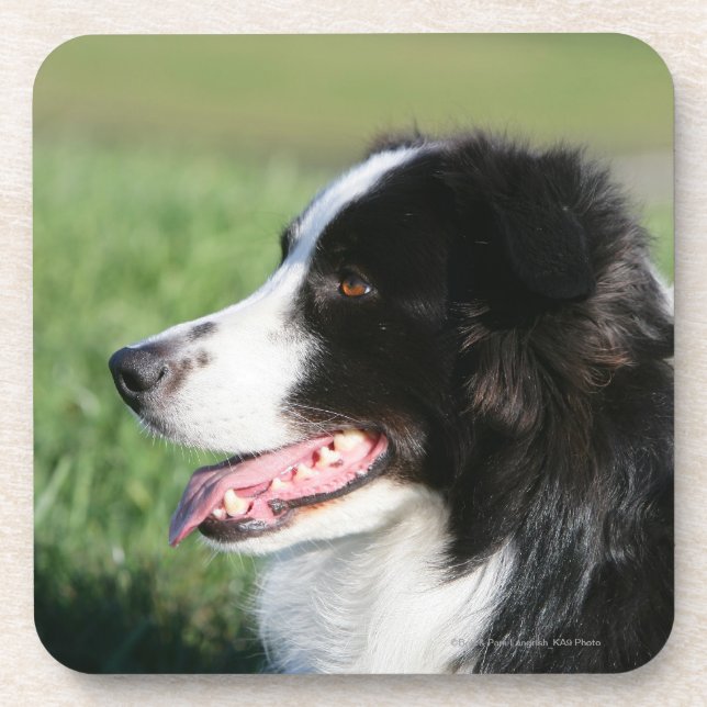 Border-Collie-Welpen-Niederlegung Untersetzer (Vorderseite)