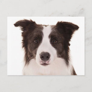 Border Collie Welpenhund - Hallo, ich denke an Dic Postkarte