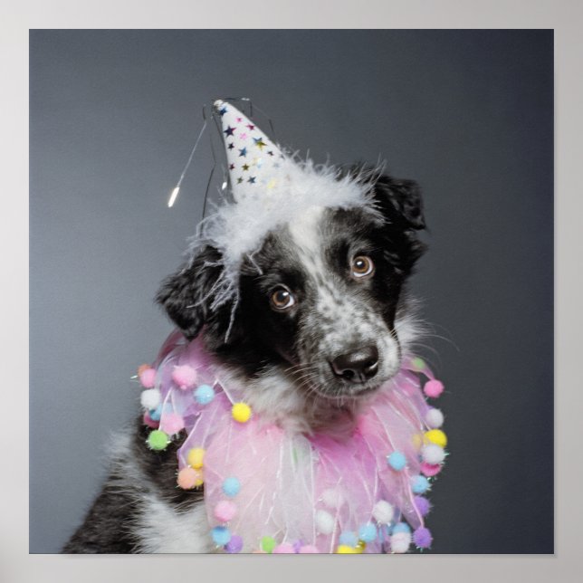 Border Collie Welpenhut Poster (Vorne)